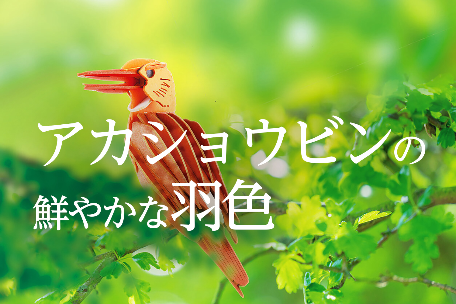 野鳥シリーズのモデル紹介②